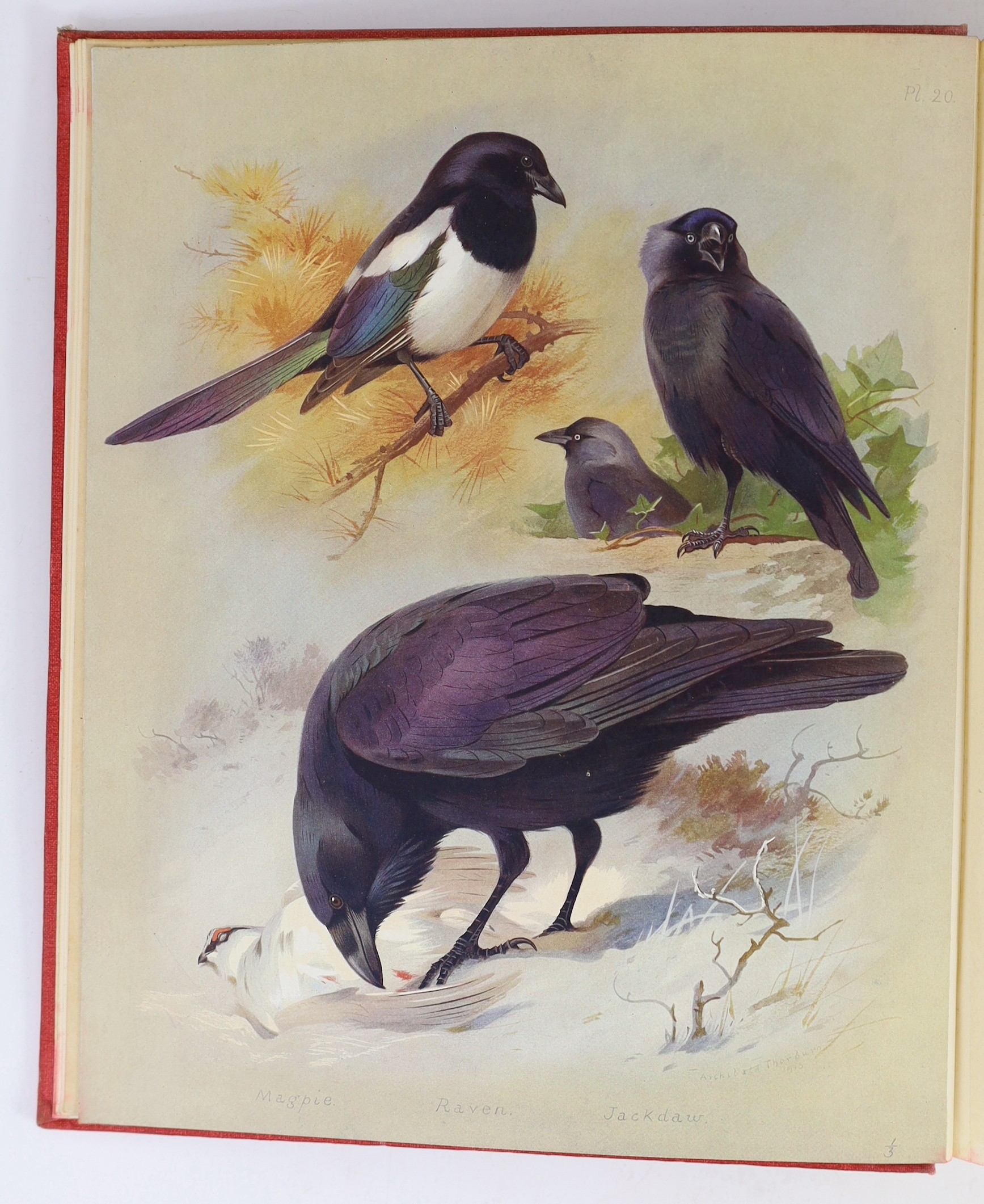 Thorburn, Archibald - British Birds, 4 vols, 4to, original red cloth, with 80 coloured plates, spines sunned, Longmans, Green and Co., London, 1917, uniformly bound with - Thorburn, Archibald - British Mammals, 2 vols, 4